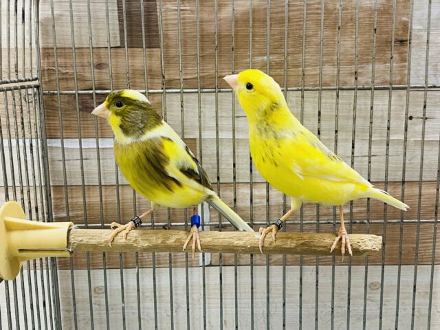 ローラーカナリア