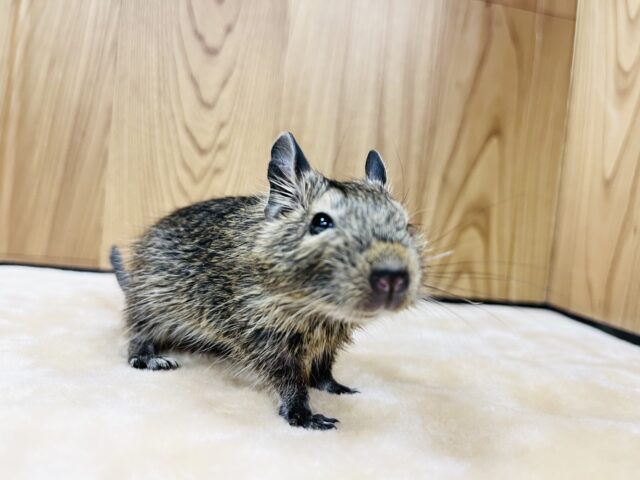 【動画更新🪄】ミルク大好き♡デグーベビー(ノーマル)男の子 デグー