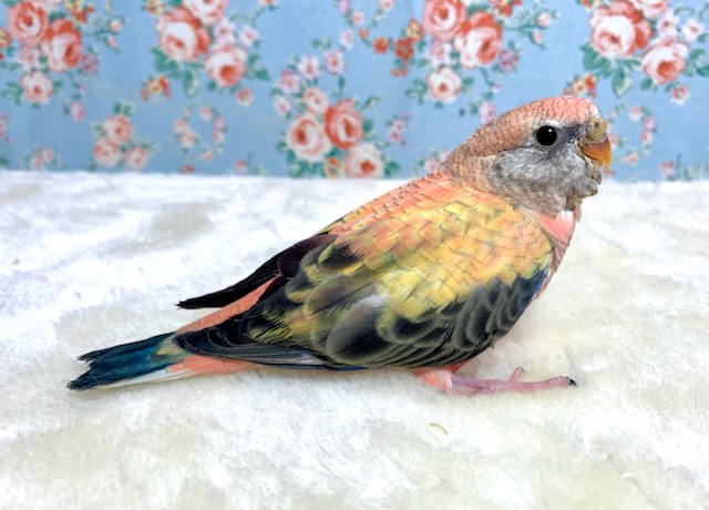 アキクサインコ（秋草インコ）