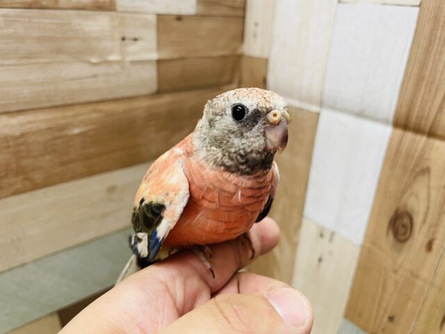アキクサインコ（秋草インコ）
