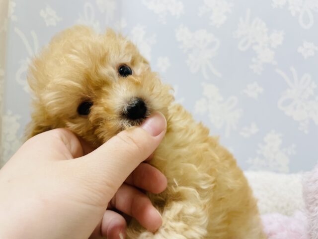 トイプードル