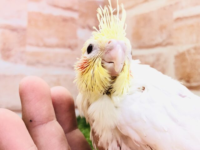 オカメインコ