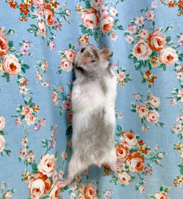 ゴールデンハムスター