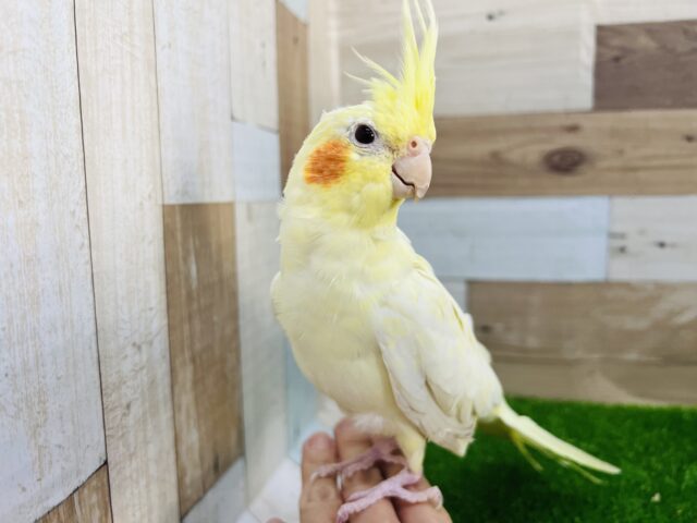 オカメインコ