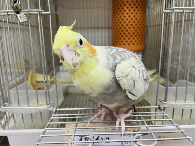 オカメインコ