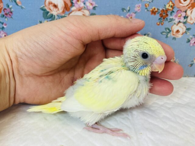とってもかわいい色合いの💛セキセイインコのヒナちゃん入舎です💙 セキセイインコ