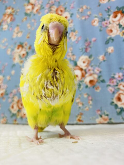 セキセイインコ