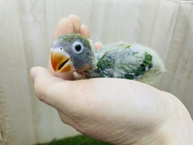 ルリゴシボタンインコ