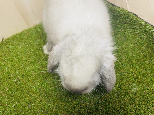 ロップイヤーラビット