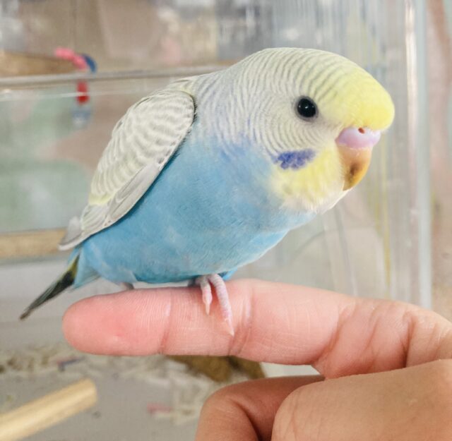 セキセイインコ