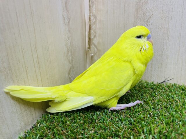 ジャンボセキセイインコ