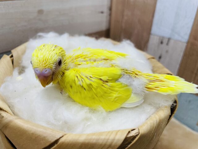 セキセイインコ