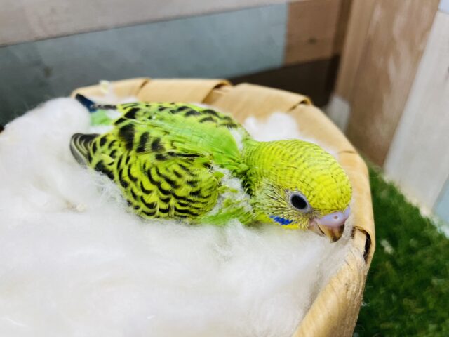セキセイインコ