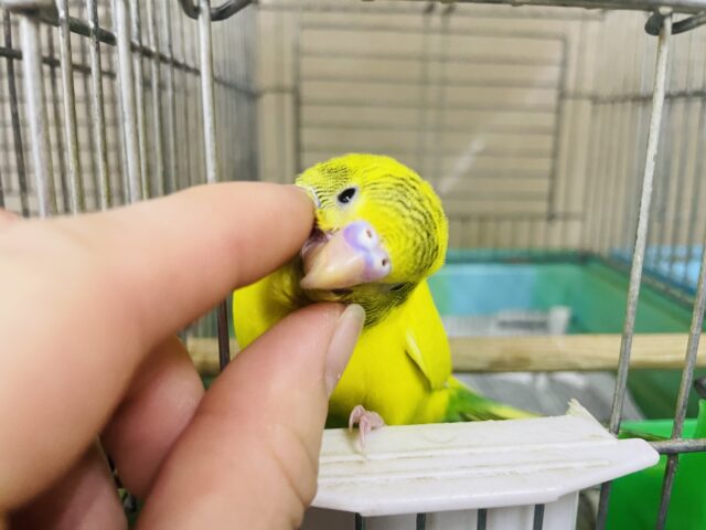 セキセイインコ