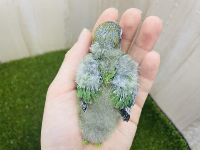 ルリゴシボタンインコ