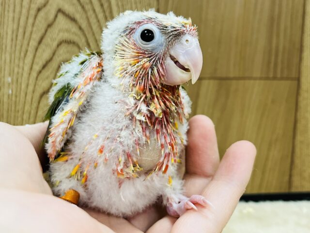 ホオミドリウロコインコ