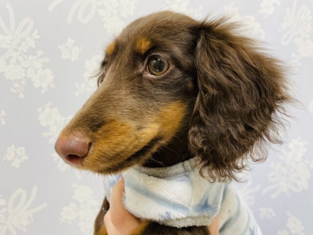 ミニチュアダックス