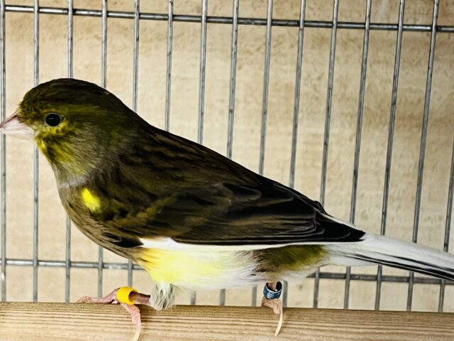 ローラーカナリア