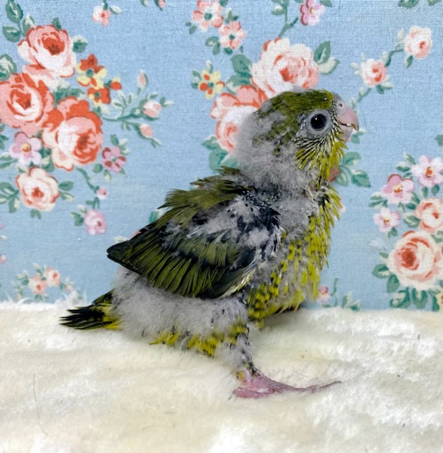 サザナミインコ