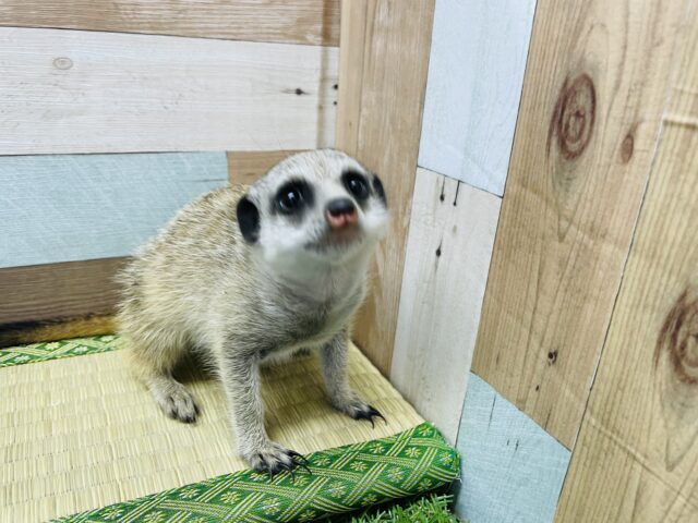 ミーアキャット