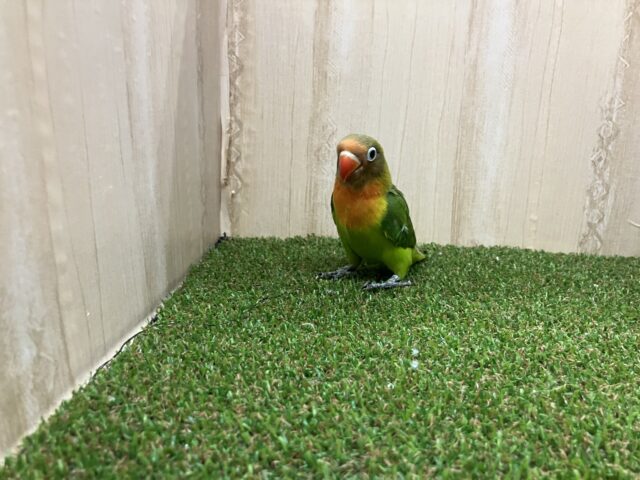 ルリゴシボタンインコ