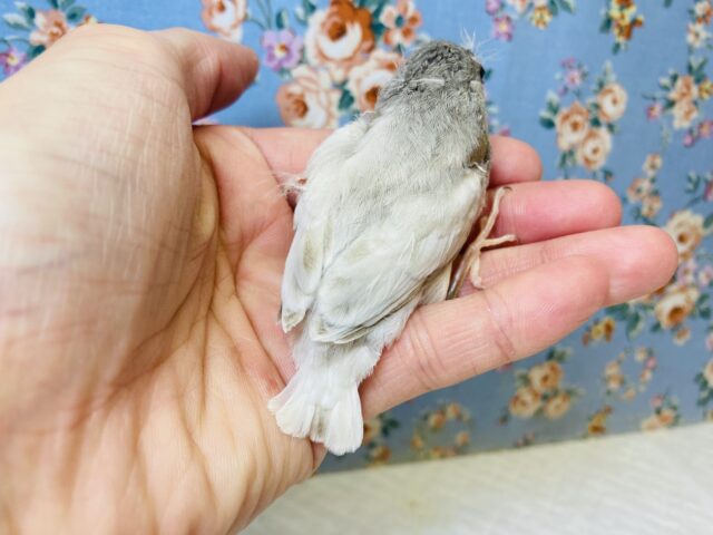 手乗りキンカチョウさん(シルバー)入舎です❤︎ 錦花鳥(キンカチョウ)