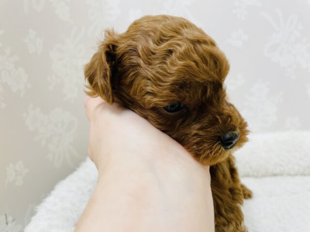 トイプードル
