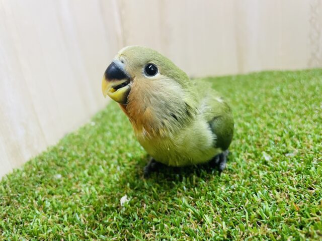 コザクラインコ（小桜インコ）