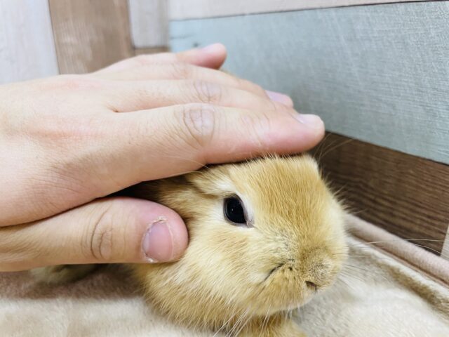 ネザーランドドワーフ