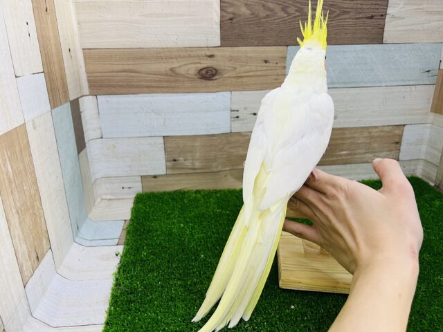 オカメインコ