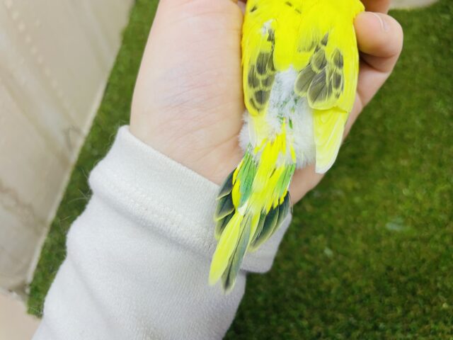 セキセイインコ