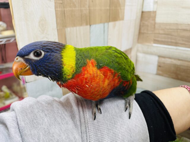 ゴシキセイガイインコ