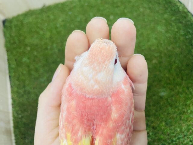アキクサインコ（秋草インコ）