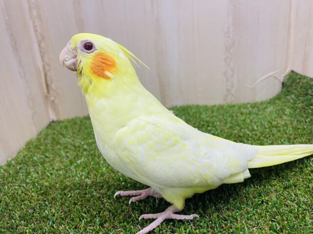 オカメインコ