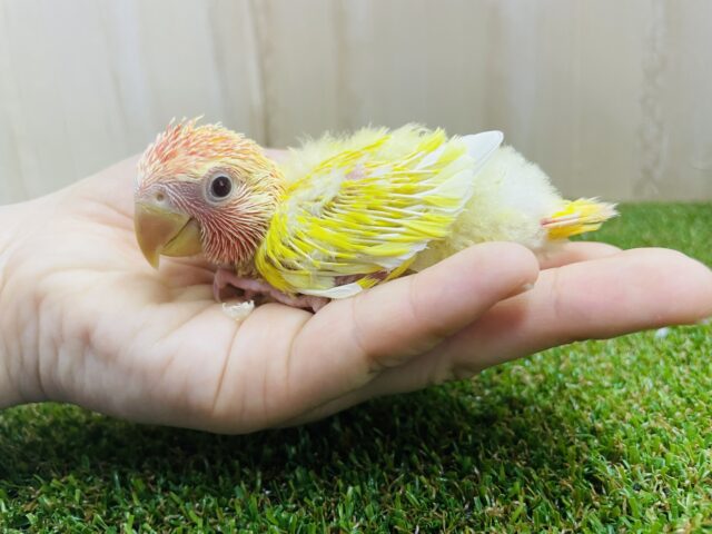 コザクラインコ（小桜インコ）