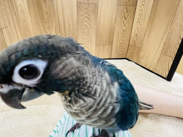 ホオミドリウロコインコ