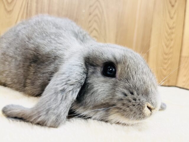ロップイヤーラビット