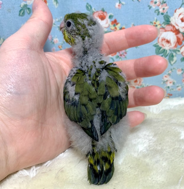 サザナミインコ