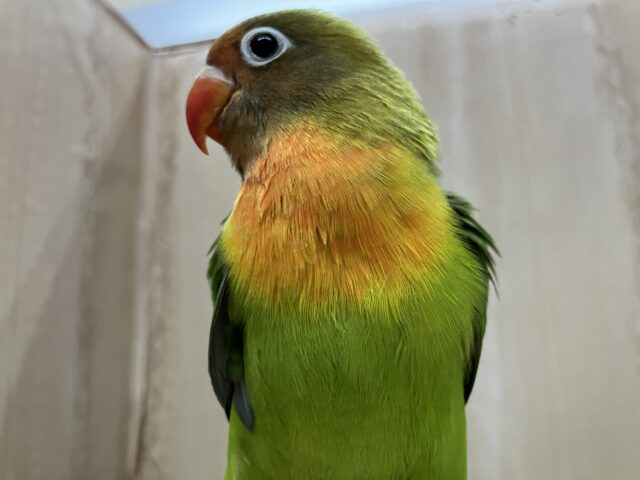 ルリゴシボタンインコ