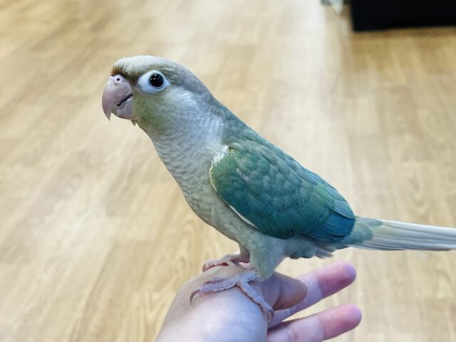 ホオミドリウロコインコ