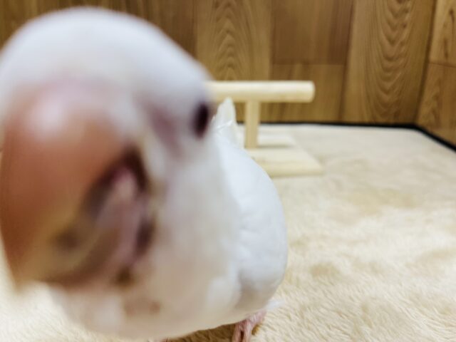 【動画更新🪄とってもお利口さん☆】天使みたい♡かわいすぎるオキナインコ(アルビノ)ヒナ オキナインコ