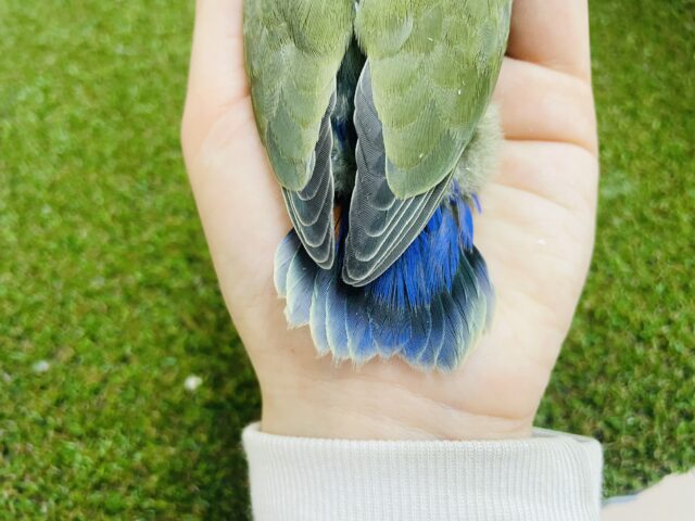 コザクラインコ（小桜インコ）