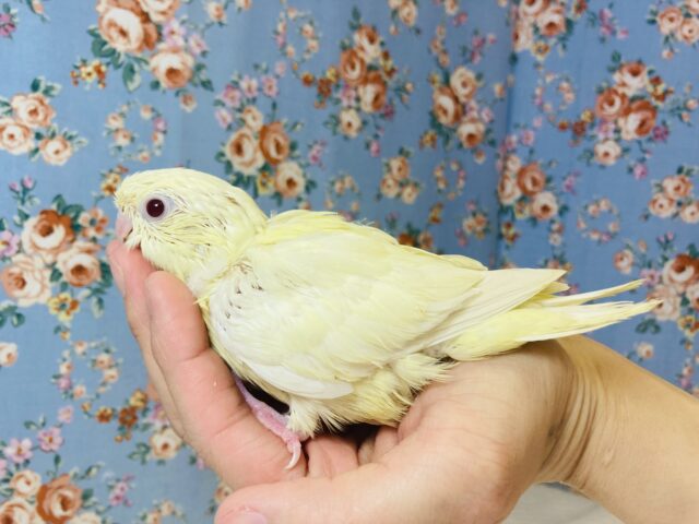 サザナミインコ