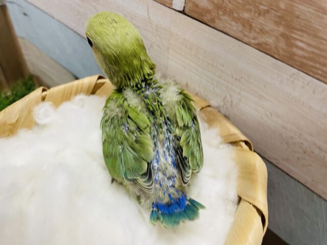 コザクラインコ（小桜インコ）