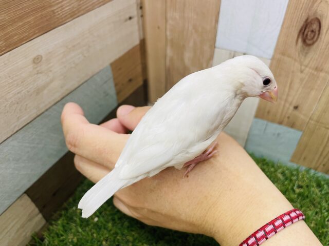 シルバー文鳥