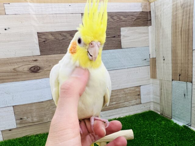 オカメインコ