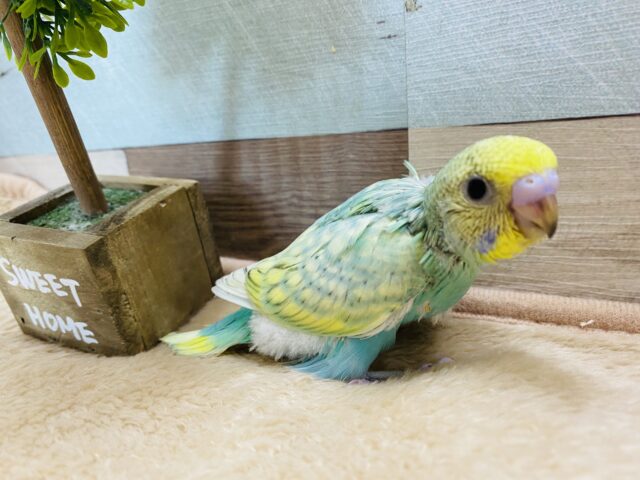 セキセイインコ