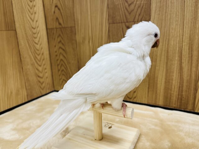 【動画更新🪄とってもお利口さん☆】天使みたい♡かわいすぎるオキナインコ(アルビノ)ヒナ オキナインコ