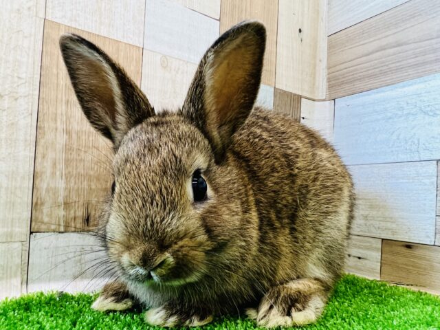 ネザーランドドワーフ