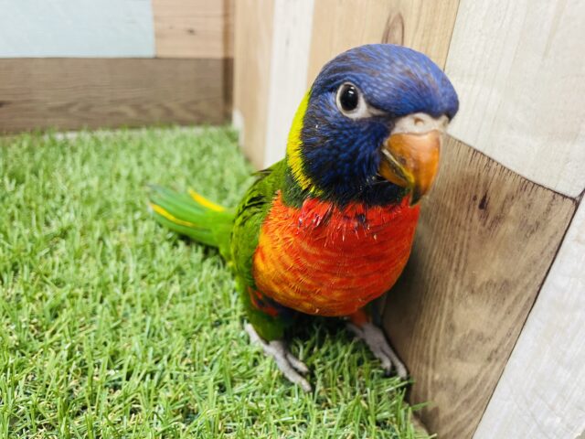 ゴシキセイガイインコ